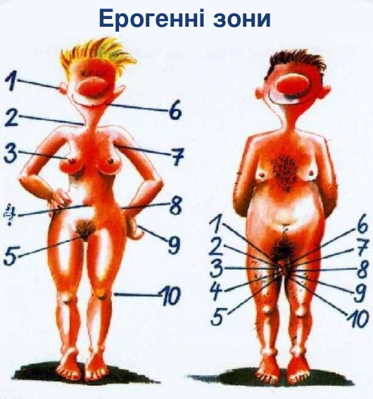 Смішний малюнок Ерогенні зони жінки по всьому тілу. В чоловіка лише одна ерогенна зона