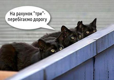 Чорні коти