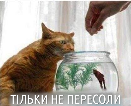 Кіт і акваріум