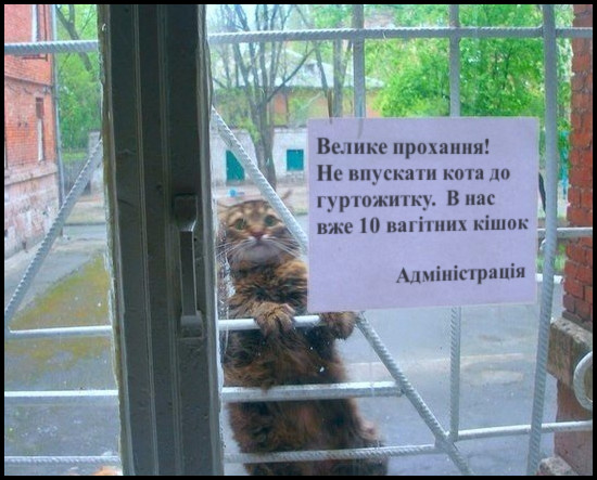 Кіт Казанова