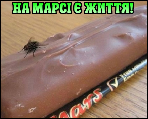 На Марсі є життя! На фото: шоколадний батончик "Марс", на якому сидить муха
