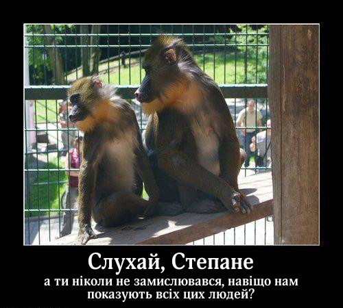 Прикол: Мавпи в зоопарку. Сидять дві мавпи в клітці зоопарку. - Слухай, Степане, а ти ніколи не замислювався, навіщо нам показують всіх цих людей?