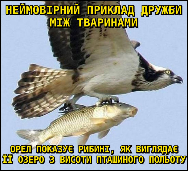 Неймовірний приклад дружби між тваринами: орел показує рибині, як виглядає її озеро з висоти пташиного польоту. На фото: орел летить і в кігтях тримає рибину