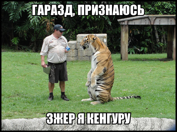 Прикол про тигра. Тигр стоїть на задніх лапах. До нього підійшов служитель зоопарку. Лев: - Гаразд, признаюсь, зжер я кенгуру
