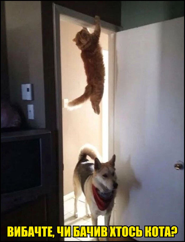 Кіт висить на дверях. Собака забігає: - Вибачте, чи бачив хтось кота?