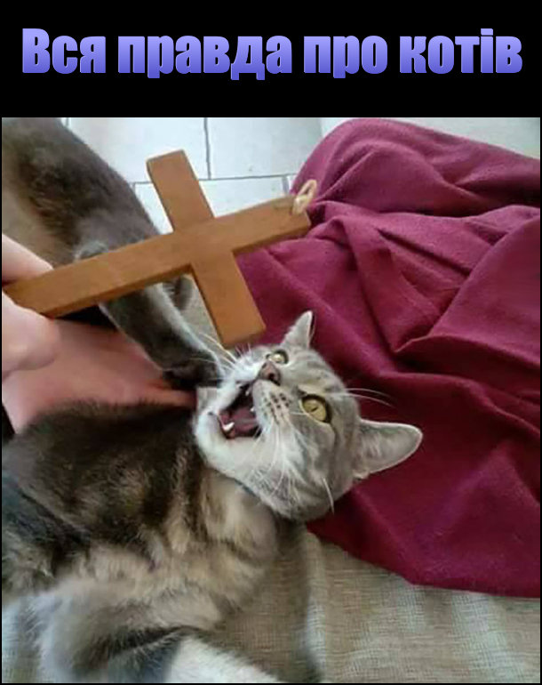 Вся правда про котів. Кіт побачив хрест і заволав
