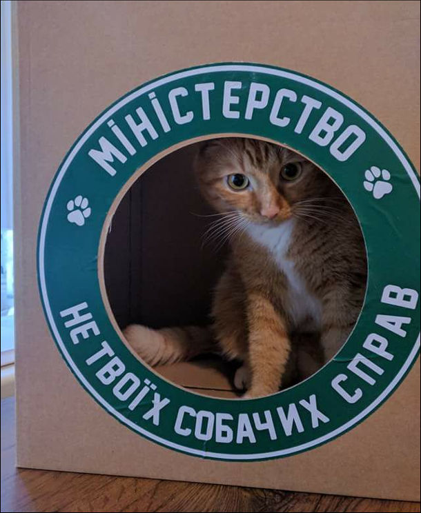 Ідеальний будинок для кота. Картонна коробка з круглим отвором і надписом Міністерство не твоїх собачих справ