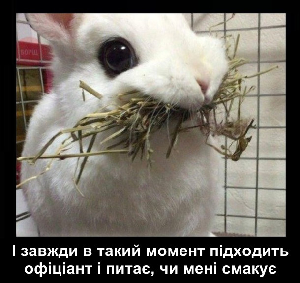 І завжди в такий момент підходить офіціант і питає, чи мені смакує. На фото: кролик з повним ротом трави.