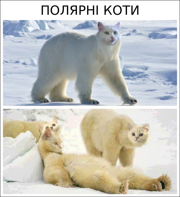 Полярні коти - голова котяча, а тіло - білого ведмедя