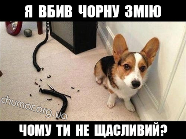 Пес сидить біля перегризеного кабелю: - Я вбив чорну змію. Чому ти не щасливий?