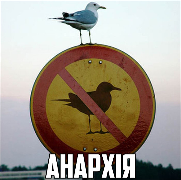 Чайка сидить на знакові, де заборонені чайки. Анархія