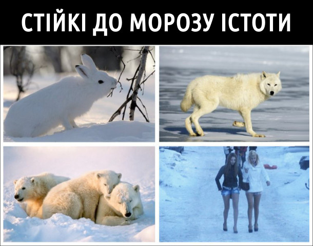 Стійкі до морозу істоти: зайці, вовки, білі ведмеді і дівчата в коротких шортиках