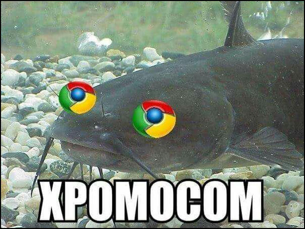 Хромосом - це риба сом з очами, як логотипи браузера хром (chrome)