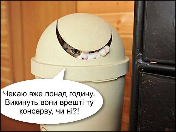 Кіт сидить в сміттєвому відрі на кухні: - Чекаю вже понад годину. Викинуть вони врешті ту консерву, чи ні?!