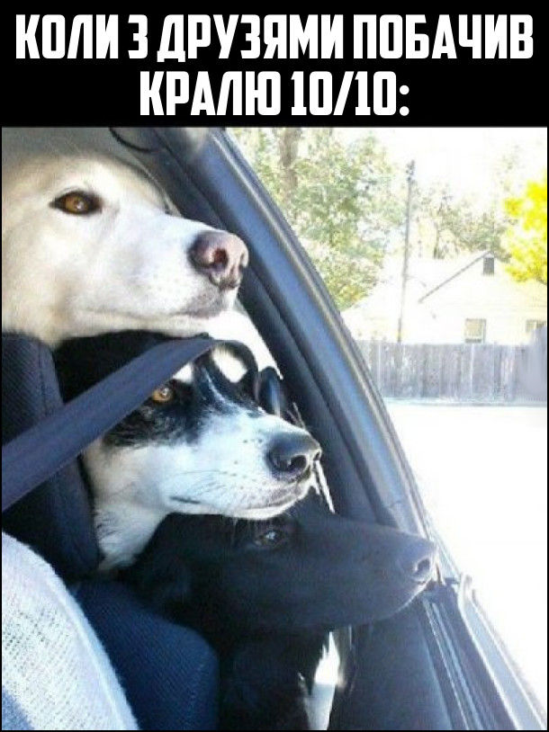 Коли з друзями побачив кралю 10/10: три пса виглядають з вікна автомобіля