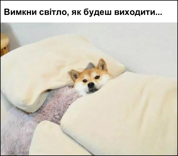 Пес лежить на ліжку під ковдрою: Вимкни світло, як будеш виходити