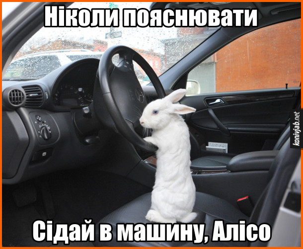 Прямуй за білим кроликом. В машині за кермом сидить білий кролик: Ніколи пояснювати. Сідай в машину, Алісо