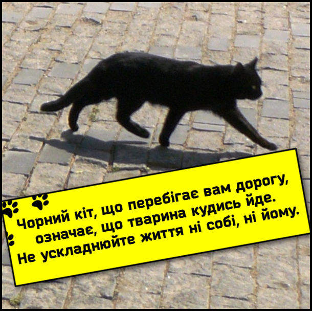 Жарт, анекдот про чорного кота. Чорний кіт, що перебігає вам дорогу, означає, що тварина кудись йде. Не ускладнюйте життя ні собі, ні йому.