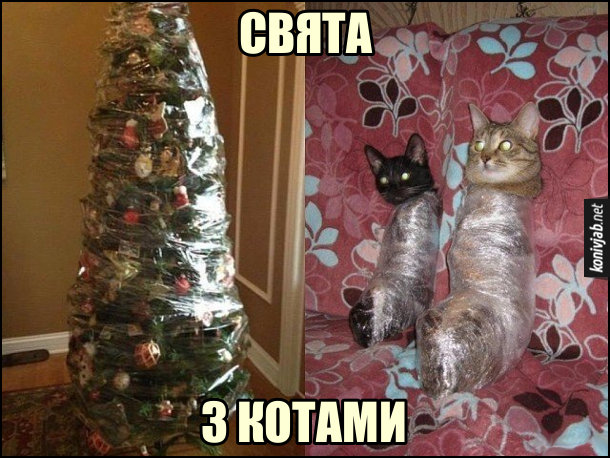 Свята з котами. Різдвяна, новорічна ялинка і коти. Як зробити, щоб коти не звалили ялинку. Ялинку обмотати плівкою, і котів обмотати плівкою