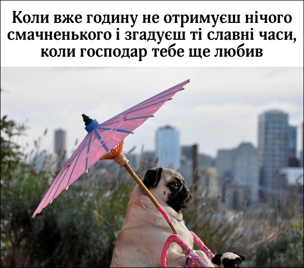Мопс з рожевою парасолею дивиться в далечінь. Коли вже годину не отримуєш нічого смачненького і згадуєш ті славні часи, коли господар тебе ще любив