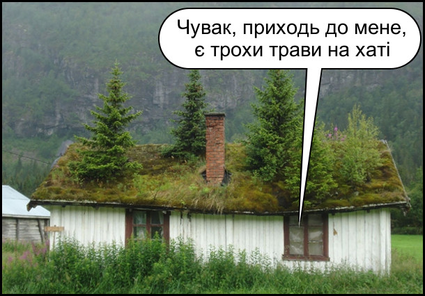 Скандинавський будинок в горах, в якого на покрівлі росте трава і дерева. З будинку лунає: - Чувак, приходь до мене, є трохи трави на хаті