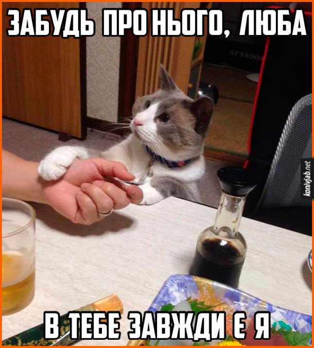 Смішне фото про кота. Кіт сидить за столом і тримає господиню за руку: - Забудь про нього, люба. В тебе завжди є я