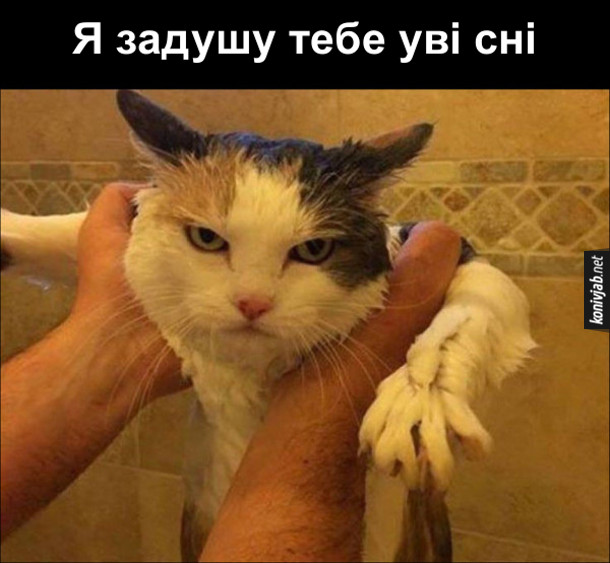 Коли покупав кота. Мокрий кіт злим поглядом дивиться: - Я задушу тебе уві сні