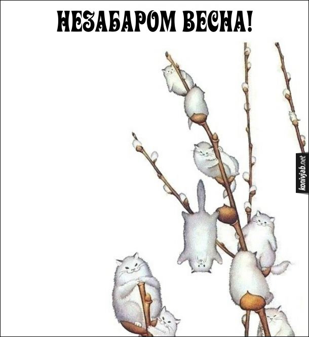 Весняні коти. Незабаром весна - на деревах на гілках сидять білі коти, неначе бруньки