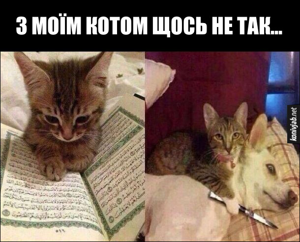 Кіт-терорист. З моїм котом щось не так... Читає арабські тексти і з ножом погрожує собаці