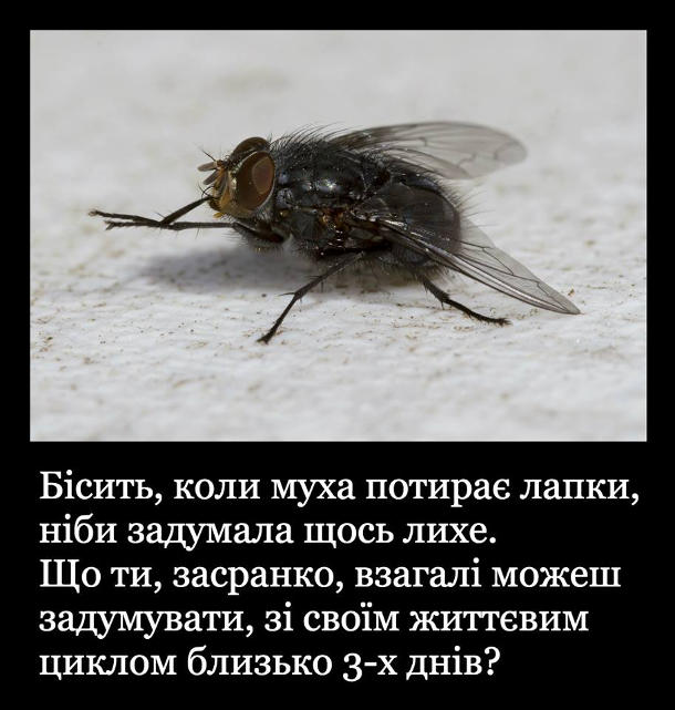 Жарт про муху. Бісить, коли муха потирає лапки, ніби задумала щось лихе. Що ти, засранко, взагалі можеш зхадумувати, зі своїм життєвим циклом близько 3-х днів?
