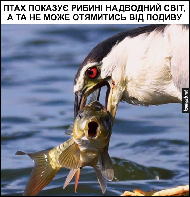 Птах зловив рибину. Птах показує рибині надводний світ, а та не може отямитись від подиву