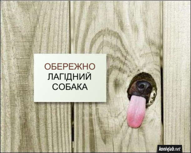 Смішна табличка на паркані - Обережно, лагідний собака. Крізь дірку в заборі виглядає собачий писок і висунутий язик