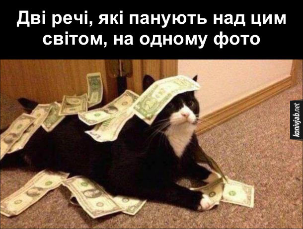 Смішне фото з котом. Дві речі, які панують над цим світом, на одному фото. Кіт і гроші (долари)