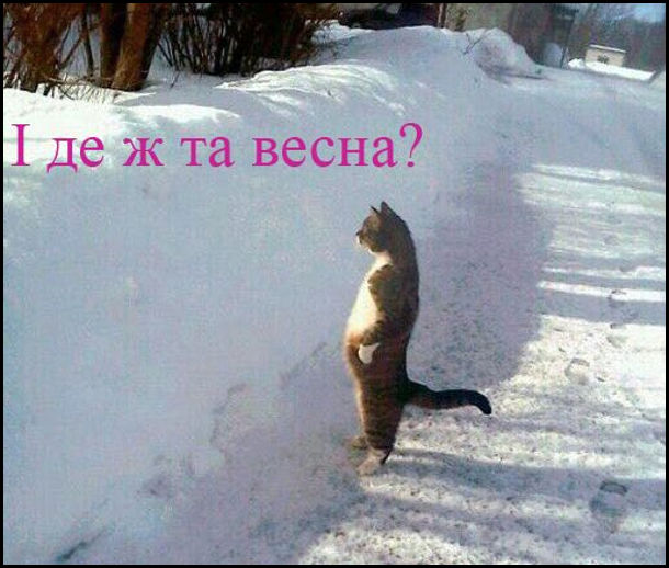 Жарт про холодну весну. Кіт біля кучугури снігу стоїть на задніх лапах і промовляє: - І де ж та весна?