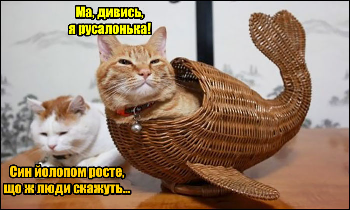 Кіт в кошику. Кіт заліз в плетену корзину в формі риб'ячого хвоста і каже: - Ма, дивись, я русалонька! Кицька: - Син йолопом росте, що ж люди скажуть...
