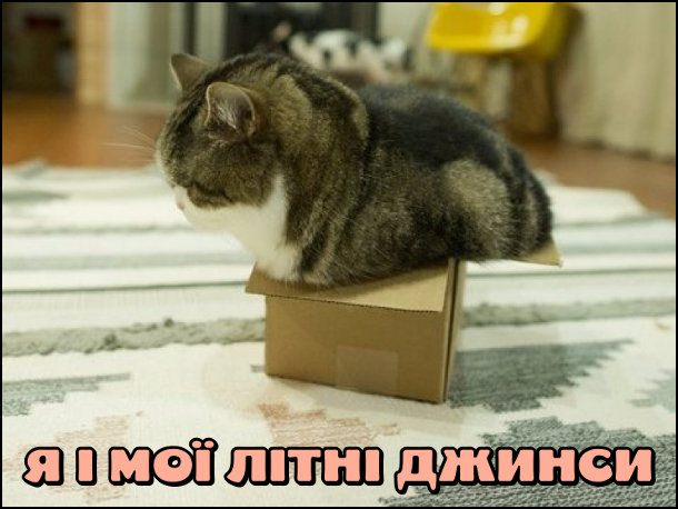 Смішна фотка: Кіт в маленькій коробці. Це ніби я і мої літні джинси