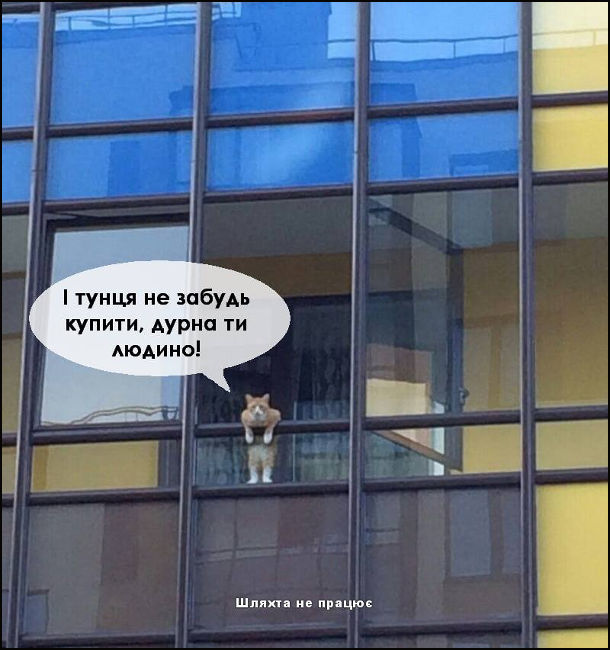 Кумедне фото з котом. Кіт виглядає з балкона і гукає: - І тунця не забудь купити, дурна ти людино!