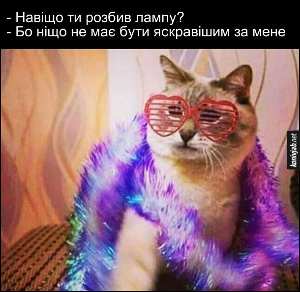 Жарт: Кіт розбив лампочку. Кіт одягнений, як король диско, в окулярах і боа. Його питають: - - Навіщо ти розбив лампу? - Бо ніщо не має бути яскравішим за мене