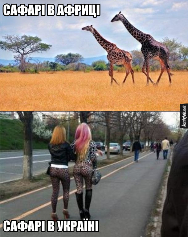 Жарт про сафарі. Сафарі в Африці - дві жирафи йдуть саваною. Сафарі в Україні: дві дівчини в леопардових лосинах йдуть тротуаром