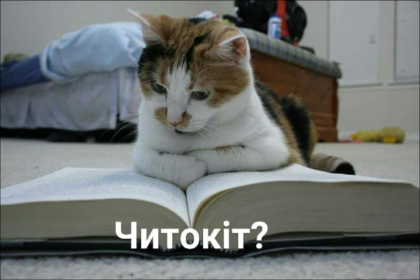 Прикол Кіт читає. Читокіт? Словесний каламбур