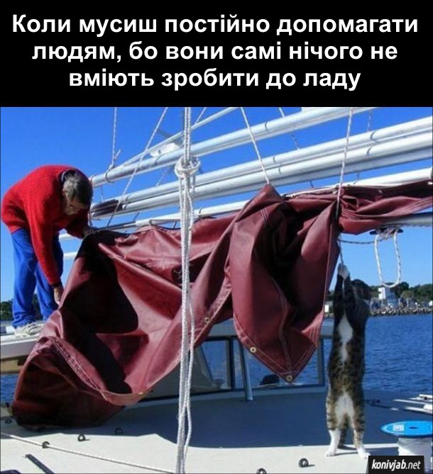Кіт на яхті. Коли мусиш постійно допомагати людям, бо вони самі нічого не вміють зробити до ладу - гірка котяча доля. 