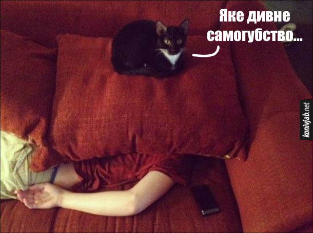 Гумор про кота. Кіт сидить на подушці, під якою лежить чоловік. Кіт: - Яке дивне самогубство