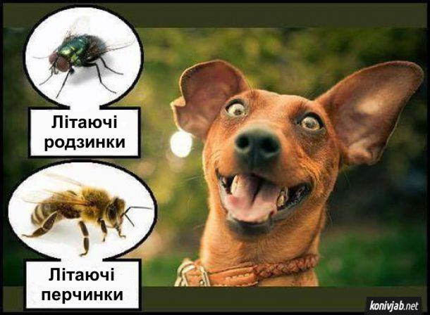 Прикол. Чому собаки ловлять мух і бджіл. Для собаки мухи - це літаючі родзинки, а бджоли - літаючі перчинки (бо жалять і воно пече)