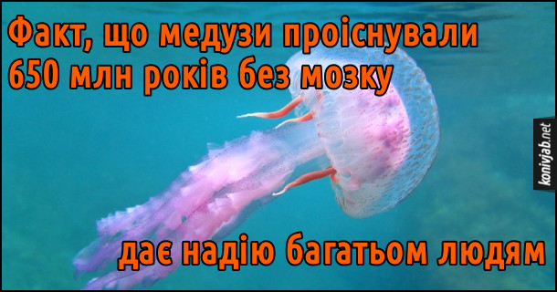 Анекдот про медуз. Факт, що медузи проіснували 650 млн років без мозку, дає надію багатьом людям
