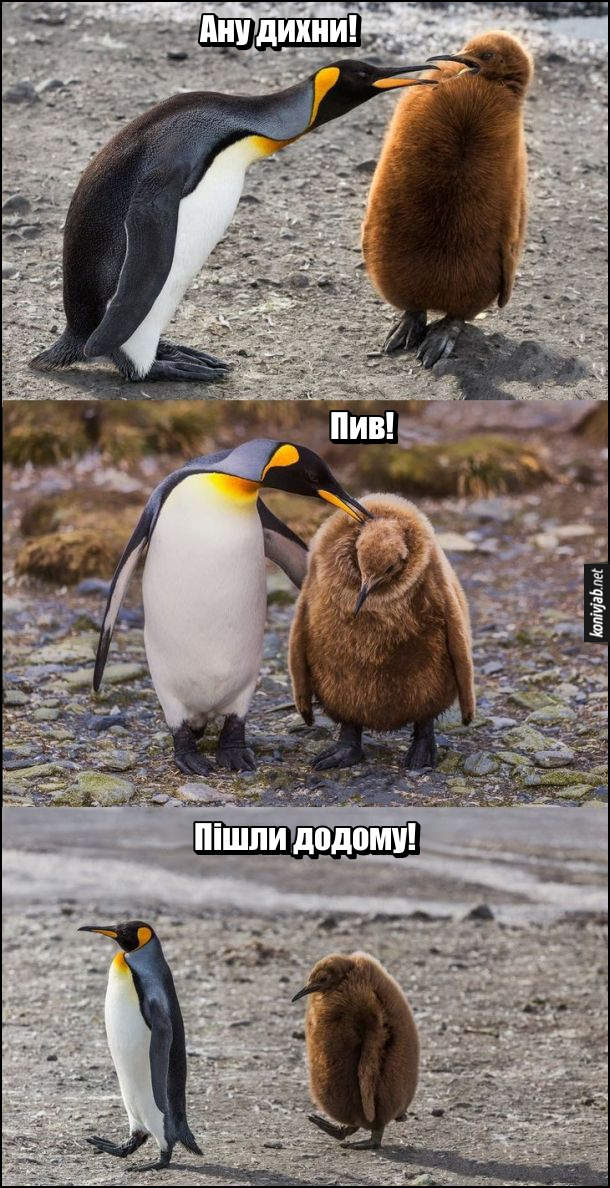Жарт про пінгвінів. Батько пінгвін до пінгвиняти: - Ану дихни!... Пив!... Пішли додому!
