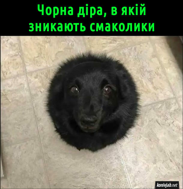 Смішне фото собаки. Чорного песика знято згори і схоже, ніби це велика кругла чорна точка. Чорна діра, в якій зникають смаколики