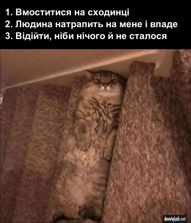 Прикол. Кіт лягає на сходах. В нього такий план: 1. Вмоститися на сходинці; 2. Людина натрапить на мене і впаде; 3. Відійти, ніби нічого й не сталося