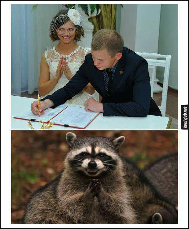 Смішне фото з РАГСу. На першому фото наречений в РАГСі підписує документ про шлюб, а наречена хижо усміхається. На другому фото - єнот з подібною хижою усмішкою