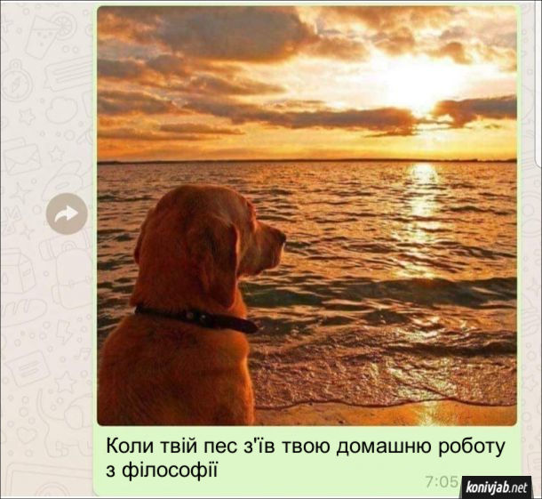 Коли твій пес з'їв твою домашню роботу з філософії - сидить на березі і філософськи дивиться на захід сонця