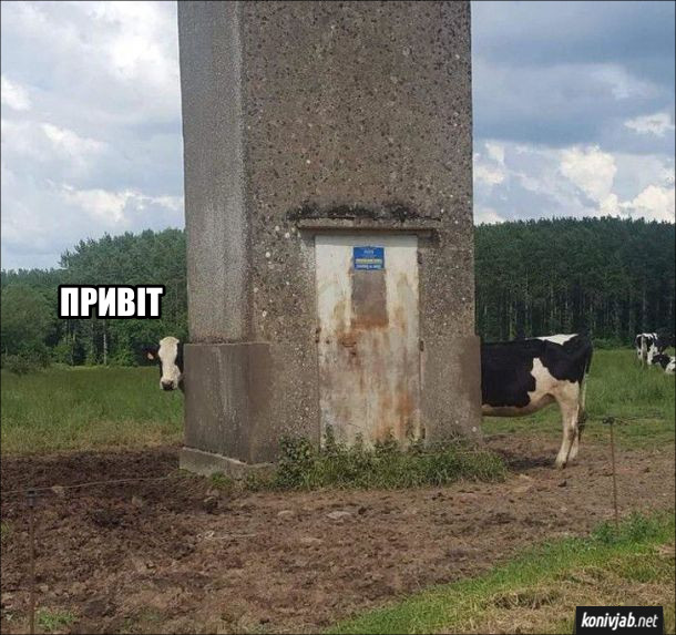 Смішне фото корови. З-за бетонної будівлі з одного боку виглядає голова корови, а з іншого боку - задні ноги іншої корови. Видається, ніби це одна довга корова